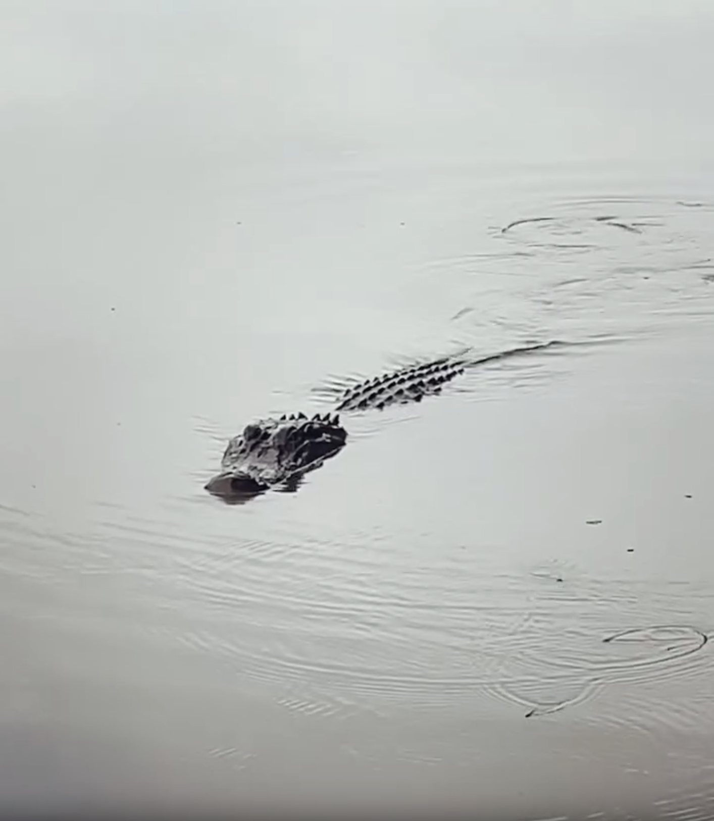 That Franklin Alligator